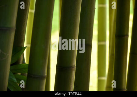 Nahaufnahme des Bambus Amtsleitungen in einem Bambuswald, mit schönen Farben, grün Stockfoto
