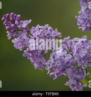 Schöne Nahaufnahme von Clustern von Lila Lila Blumen auf einem Busch in einem Garten in Danville, Indiana Stockfoto