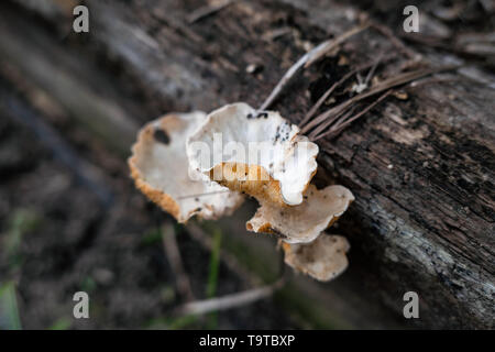 Natürliche Pilz Blatt wächst auf feuchten Holz Stockfoto