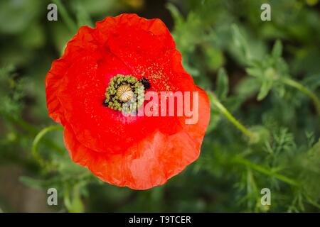 Schließen Sie herauf Bild der wilden Blume des Feldes Mohn mit leuchtend scharlachrote Farbe wächst in einer Wiese. Grünen Gras im Hintergrund. Sonniger Frühlingstag in der Natur. Stockfoto