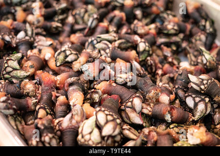 Frische Barnacle zum Verkauf auf dem Markt. Pollicipes cornucopia. Percebe aus Galizien, Spanien Stockfoto