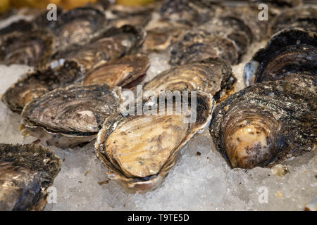 Frische Austern auf Eis zum Verkauf auf dem Markt. Oyster von Galizien, Spanien Stockfoto