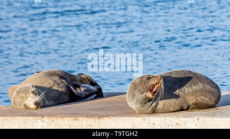 Paar Seelöwen auf den Felsen von Kingscote, Kangaroo Island, Südaustralien. Man schläft und die anderen Growls. Stockfoto