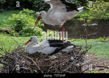 Weißstorch (Ciconia ciconia) männlich, Filiale zum Nestbau zu verschachteln Weiblichen im Frühjahr Stockfoto