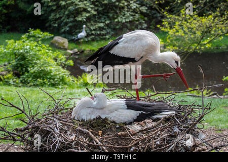 Weißstorch (Ciconia ciconia) Paar Verschachtelung auf riesigen Nest in Top im Frühjahr Stockfoto