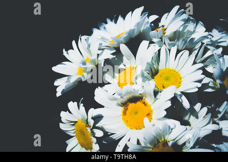 Frische Gänseblümchen Blumen auf schwarzem Hintergrund. Close-up. Stockfoto