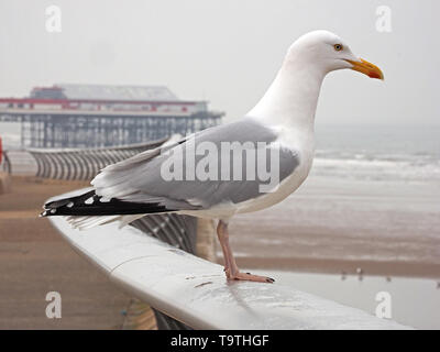 Close-up Portrait von Silbermöwe (Larus argentatus) posiert auf gebogenen Stahl moderne Geländer auf Re-seafront Promenade in Blackpool, England, UK modelliert Stockfoto