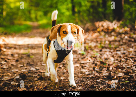 Glücklicher Hund im Wald laufen. Beagle Hund spielen im Freien Stockfoto