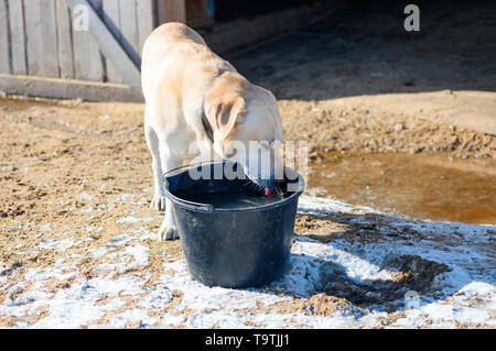 Hund der Rasse Labrador Retriever trinkt ein Wasser aus dem Plastikeimer auf einer Farm. Stockfoto