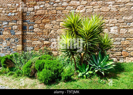 Palm Tree vor der alten Mauer Stockfoto