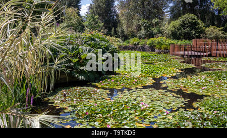 Royal Botanical Gardens, Hobart, Tasmanien Stockfoto