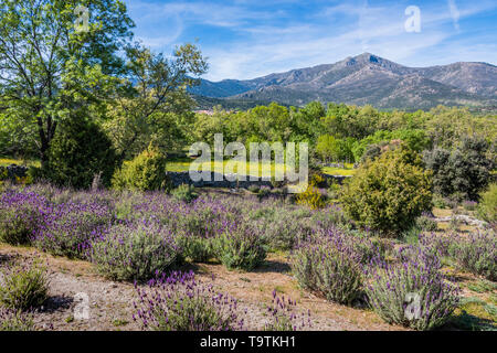 Frühling Landschaft mit blühenden Blumen und Berge der Sierra de Guadarrama. Palas der Sierra madrid spanien Stockfoto