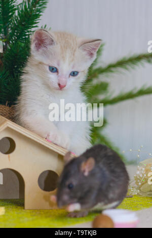 Der Begriff der Beobachtung. Katze jagt die Maus. Das Kätzchen ist gerade die Maus. Raub- und Nagetier. Stockfoto