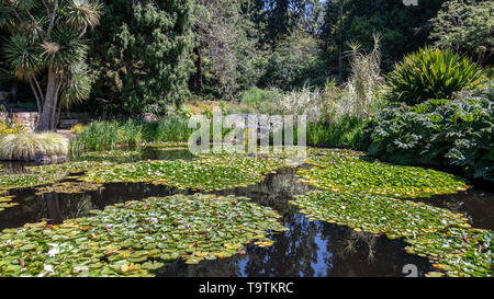 Royal Botanical Gardens, Hobart, Tasmanien Stockfoto