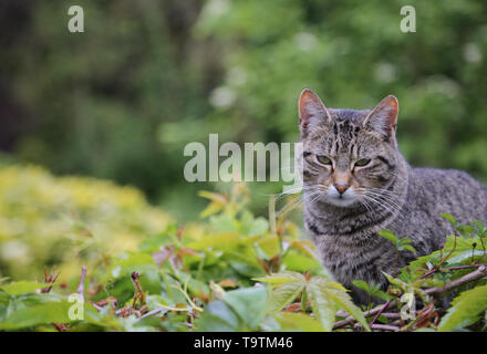 Junge alert Schildpatt Katze in Dicke grüne Vegetation sitzen Stockfoto