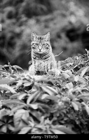 Junge alert Schildpatt Katze in Dicke grüne Vegetation sitzen Stockfoto