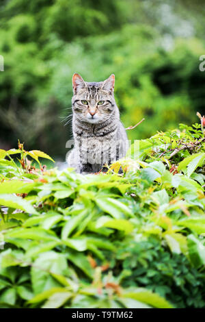 Junge alert Schildpatt Katze in Dicke grüne Vegetation sitzen Stockfoto