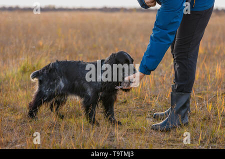 Die Jagd Spaniel mit verwundeten Vögel (Coturnix coturnix) in ihren Mund und kaukasischen weibliche Jäger sind im Feld, die erfolgreiche Jagd. Stockfoto