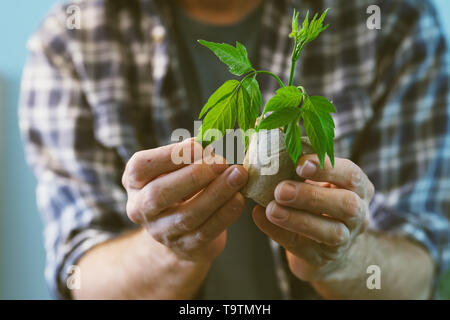 Landwirt Prüfung Anlage in Torf Topf wachsen, in der Nähe der männlichen Gärtner holding Grün sprießen und Boden Container Stockfoto