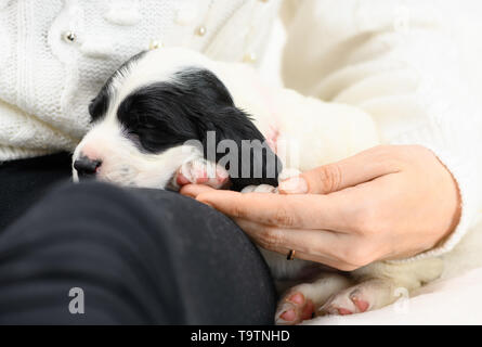 Ein kleiner Welpe ist schlafen auf dem Schoß seines Besitzers. Der kaukasische Frau setzt sich der Hund mit der Hand. Stockfoto