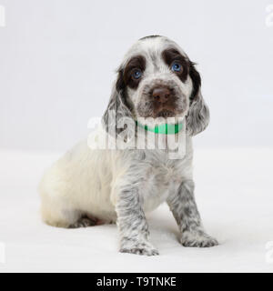 Ein kleiner Welpe mit braunen Flecken sitzt auf dem Plaid in Innenräumen. Stockfoto