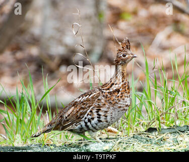 Eine Vari Grouse, Bonasa umbellus, in einer Wiese stehen am Rand der Adirondack Mountains Wilderness, NY, USA Stockfoto