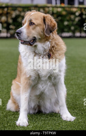 Große Pyrenäen überquert mit einer grösseren Schweizer Sennenhund Weibchen sitzen. Stockfoto