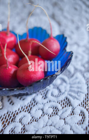 Frische reife Radieschen in einem blauen Glas salat Schüssel auf eine schöne, weiße Tischdecke mit zarten Muster. Stockfoto