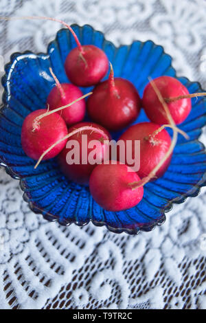 Frische reife Radieschen in einem blauen Glas salat Schüssel auf eine schöne, weiße Tischdecke Stockfoto