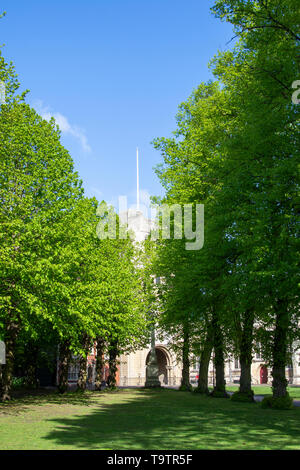 Auf der Suche einer Linde (Tilia × europaea) Avenue in Richtung der normannischen Turm, Bury St Edmunds Stockfoto