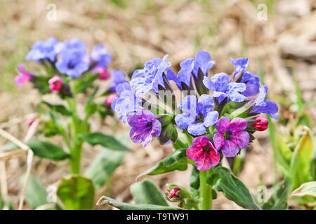 Rosa-blauen Frühling Blumen Der lungenkraut (pulmonaria) im Frühjahr Wald. Die ersten Frühlingsblumen, Heilpflanze. Stockfoto