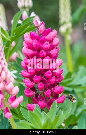 Hummel fliegen in Richtung auf eine rosa Lupine (Lupinus) Blüte im Frühjahr (Mai) in West Sussex, UK. Portrait vertikal. Stockfoto