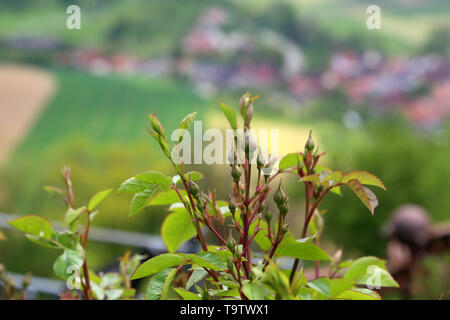 Knospen der Rosen closeup auf verschwommen grünen Hintergrund. Stockfoto