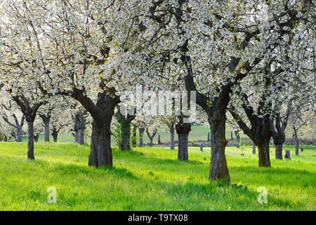 Orchard Wiese mit großen alten die Kirschbäume in voller Blüte, Freyburg, Burgenland, Sachsen-Anhalt, Deutschland Stockfoto