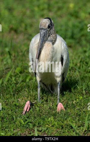 Holz Stork (Mycteria americana) im Gras sitzen, Belize, Corozal District Stockfoto