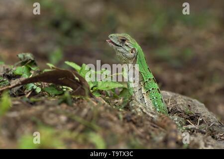 Kinder schwarz Stacheligen-tailed Iguana (Ctenosaura Imilis) auf Masse, Corozal District, Belize Stockfoto