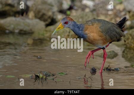 Grau-necked Holz Bahn (Aramide cajaneus) in Wasser, Belize, Belize Stockfoto