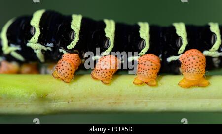 Pseudosphinx tetrio Sphinx Moth (tetrio), Belize, Corozal District Stockfoto