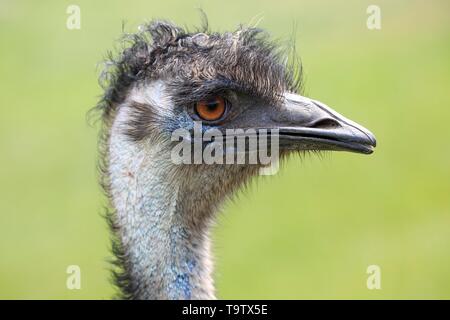 Emu (Dromaius novaehollandiae), Erwachsener, Tier Portrait, Kangaroo Island, South Australia, Australien Stockfoto