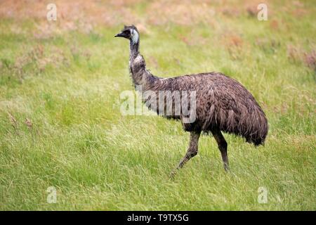 Emu (Dromaius novaehollandiae), Erwachsener, laufen auf Gras, Kangaroo Island, South Australia, Australien Stockfoto