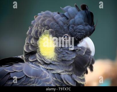 Gelb-tailed black Cockatoo (Calyptorhynchus funereus), Erwachsener, Tier Portrait, Kangaroo Island, South Australia, Australien Stockfoto