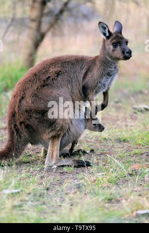 Western grey Kangaroo (Macropus fuliginosus Fuliginosus), Erwachsener, Mutter Tier Schaut aufmerksam, Junge schaut aus Känguru Tasche, Kangaroo Island Stockfoto