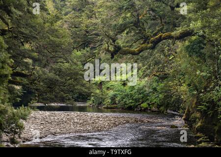 River fließt durch Regenwald, Oparara River, Oparara Basin, Kahurangi National Park, Karamea, West Coast Region, Südinsel, Neuseeland Stockfoto
