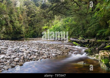 River fließt durch Regenwald, Oparara River, Oparara Basin, Kahurangi National Park, Karamea, West Coast Region, Südinsel, Neuseeland Stockfoto