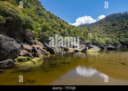 Regenwald auf Kohaihai Fluss, Start der Heaphy Track, Great Walk, Kahurangi National Park, Karamea, West Coast Region, Südinsel, Neuseeland Stockfoto