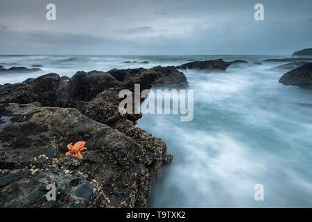 Reef Seesterne (Stichaster australis) auf felsigen Küste, Felsen im Meer, Greymouth, West Coast Region, Südinsel, Neuseeland Stockfoto