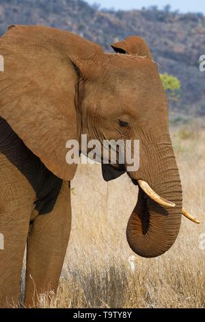 Afrikanischen Busch Elefant (Loxodonta africana), elefantenkuh Fütterung auf trockenem Gras, ein kuhreiher (Bubulcus ibis) stehen an seiner Seite, Kruger National Stockfoto