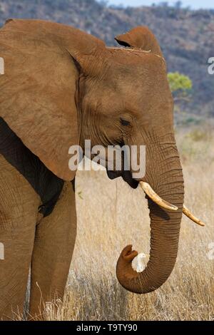 Afrikanischen Busch Elefant (Loxodonta africana), elefantenkuh Fütterung auf trockenem Gras, ein kuhreiher (Bubulcus ibis) stehen an seiner Seite, Kruger National Stockfoto