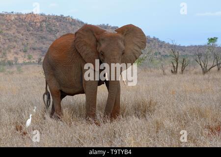 Afrikanischen Busch Elefant (Loxodonta africana), elefantenkuh Fütterung auf trockenes Gras, zwei Reiher (Bubulcus ibis) stehen an seiner Seite, Krüger Stockfoto