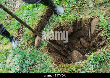 Der Mensch ist eine Grube zu graben, einen Baum zu pflanzen. Er zieht sich Steine. Stockfoto